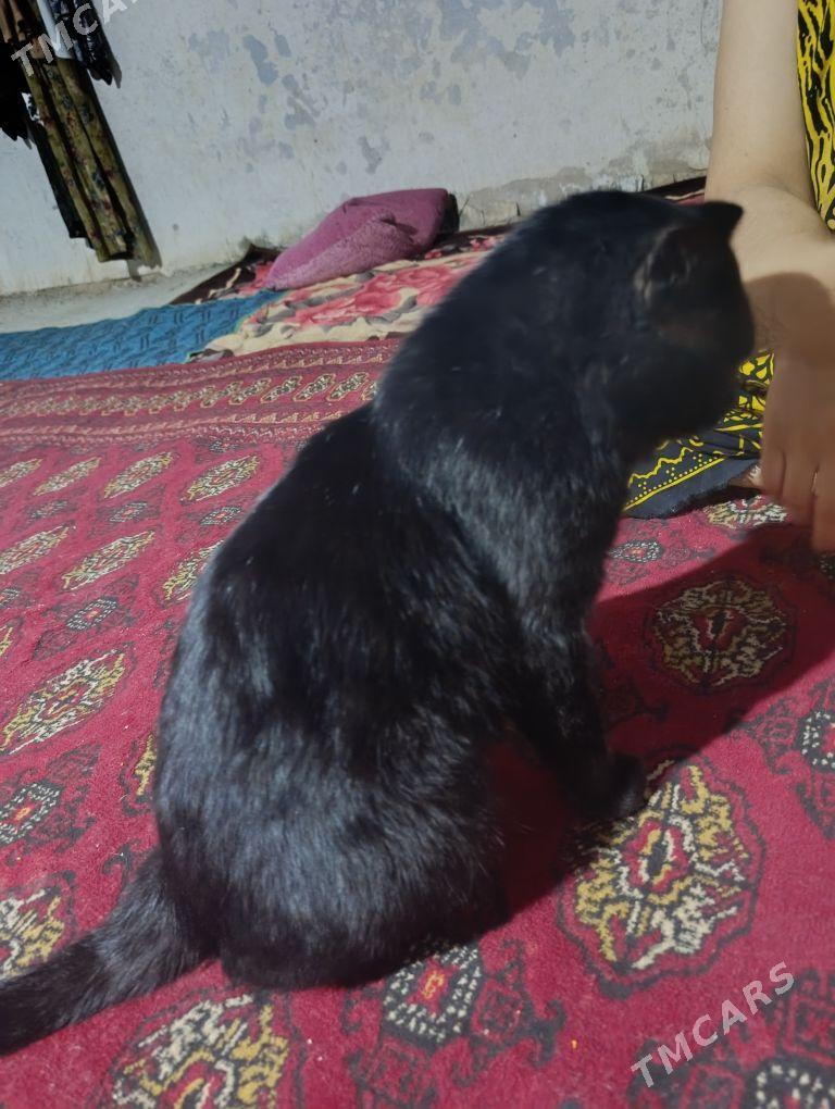 Bagira - Gurbansoltan Eje - img 1