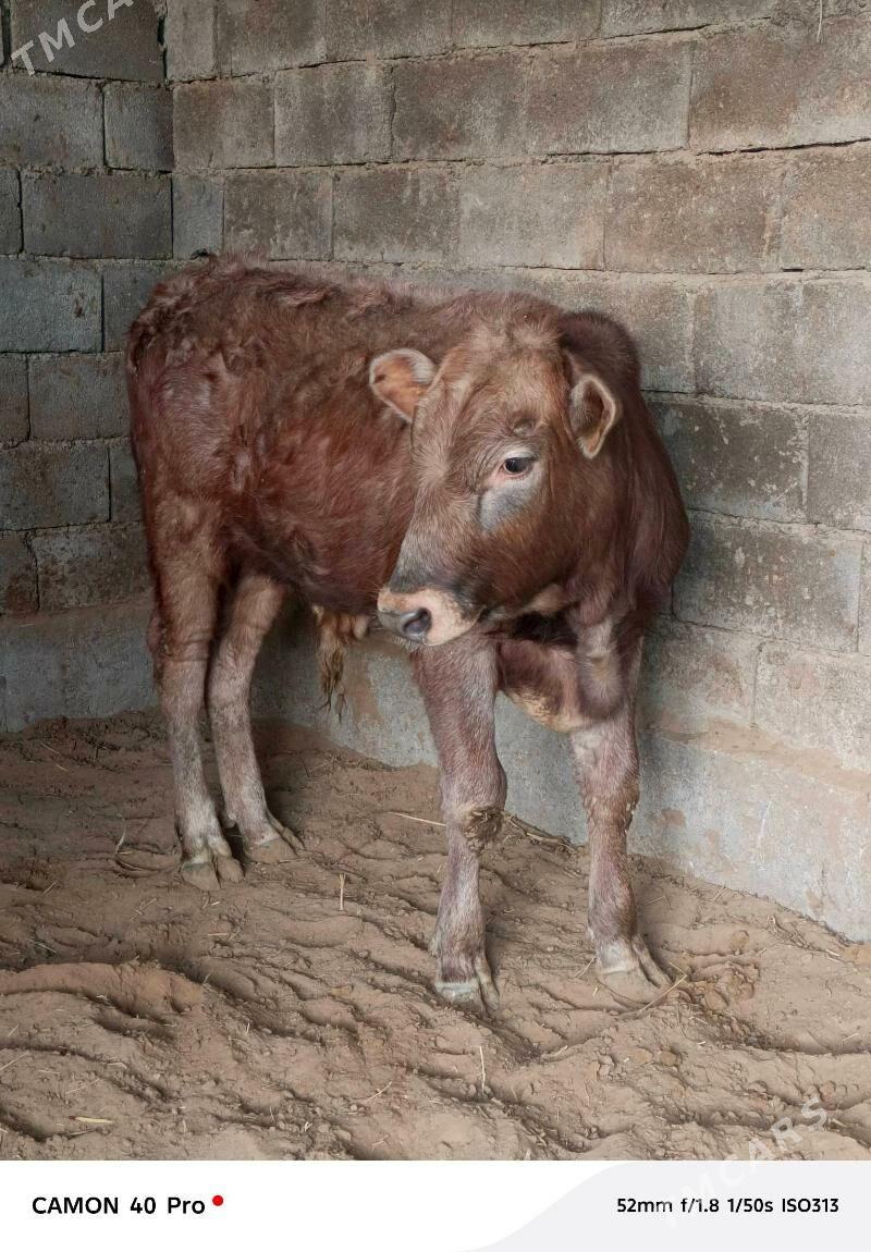 Okuz - Кипджак - img 1