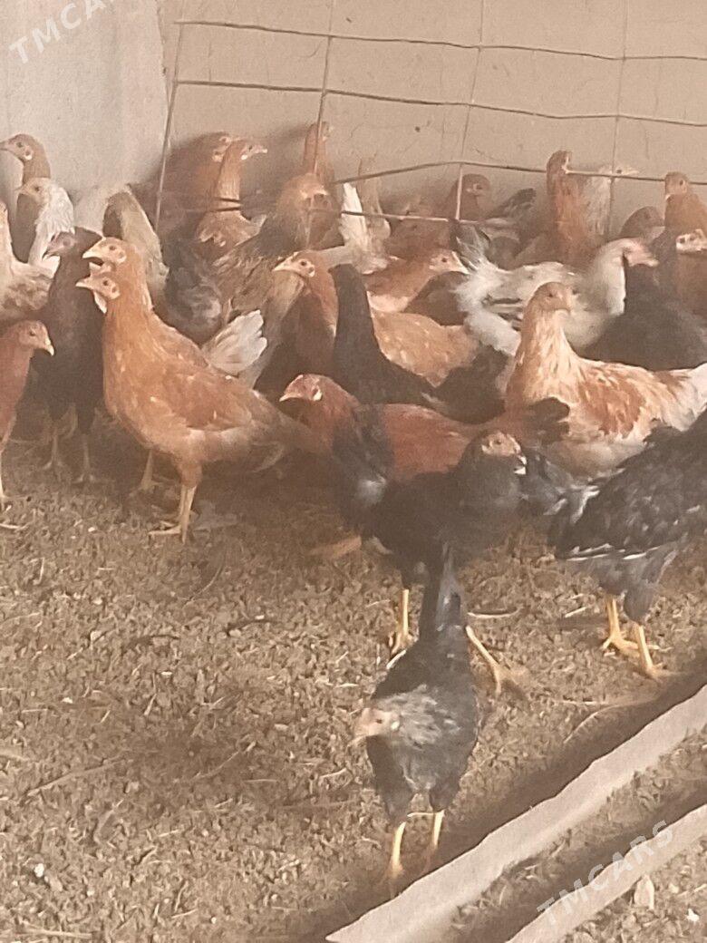 Jüýje - Мары - img 1