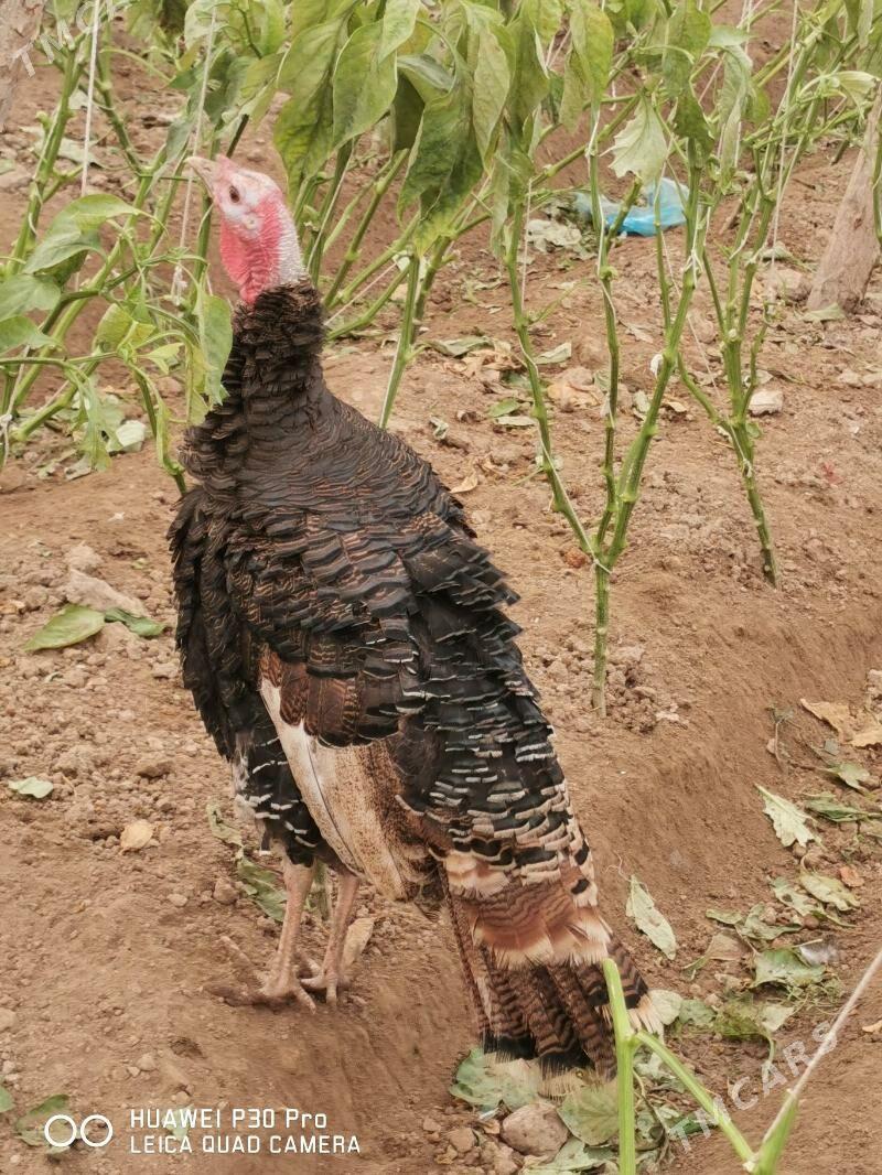 Induk Gigant horaz - Murgap - img 1