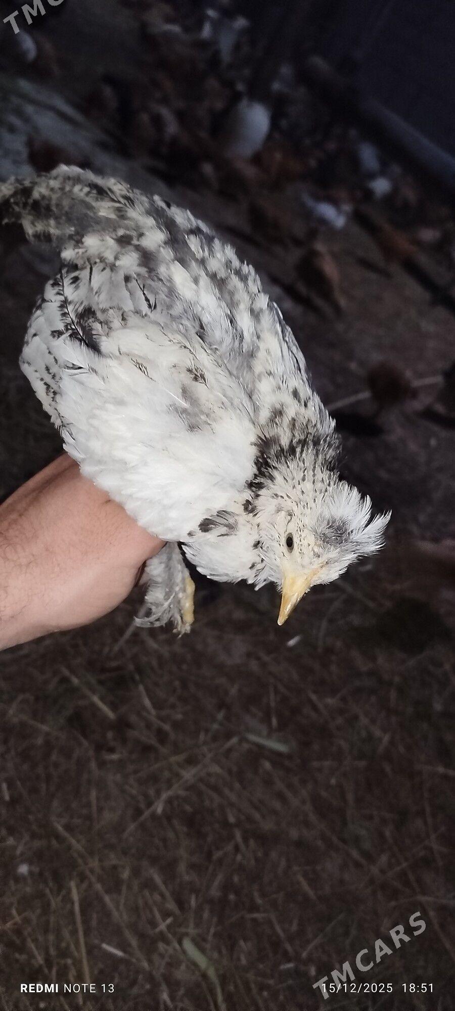 jüýje - Кака - img 1