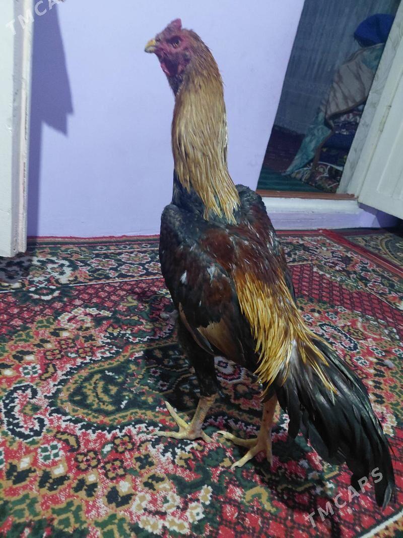 boyes juje - Çärjew - img 1