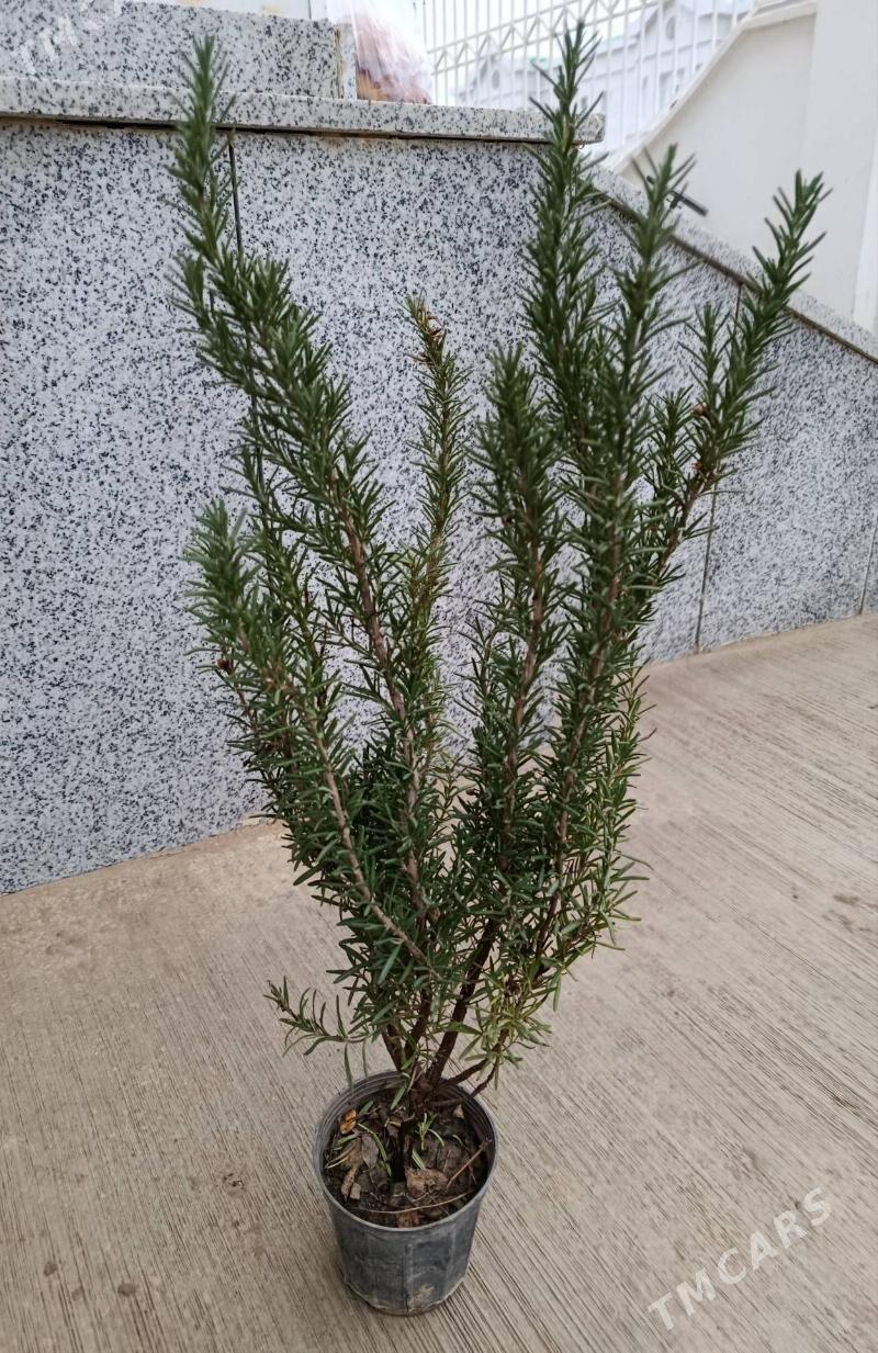 Rozmarin nahaly - Arkadag - img 1