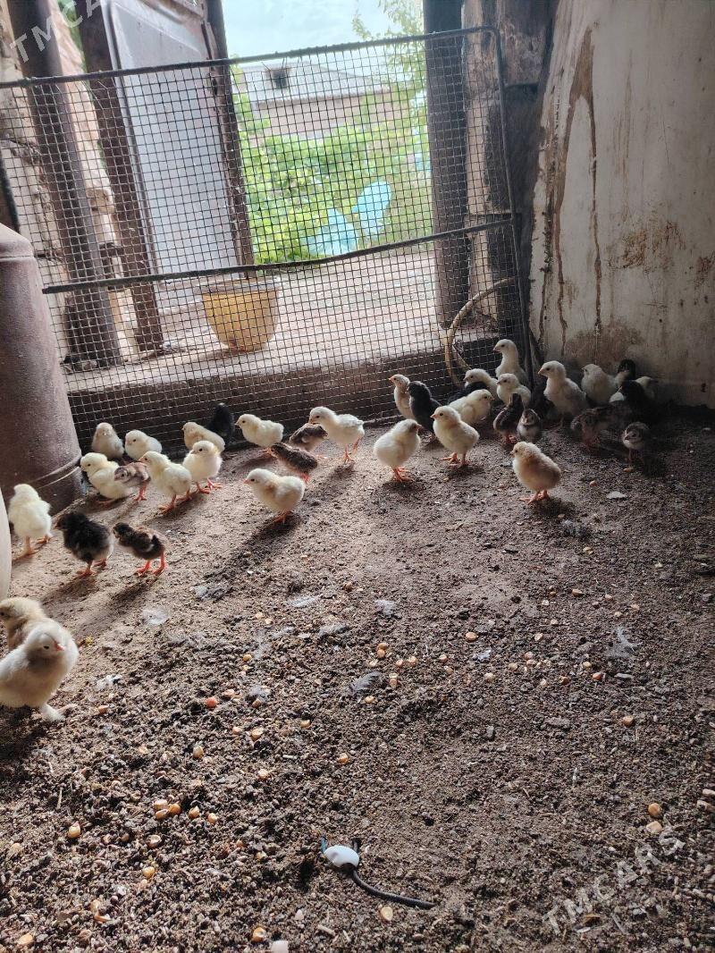 juje - Jebel - img 1