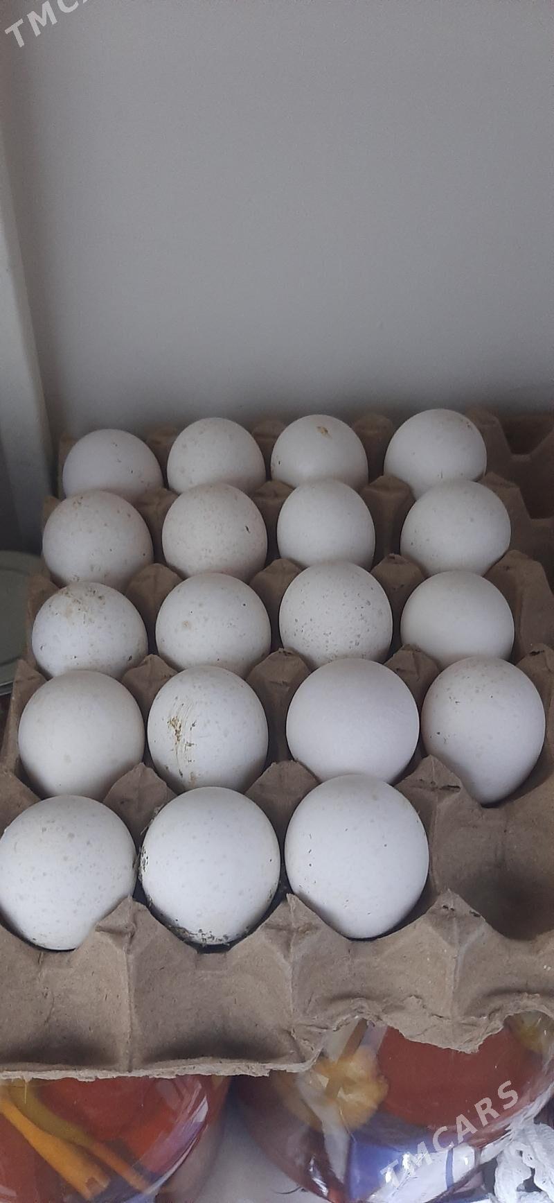 induk yumurtgasy - Тязе заман - img 1