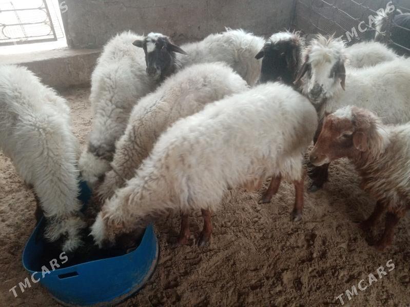 Goyun - Balkanabat - img 1