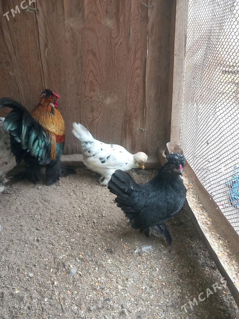 troyka karliklar - Саят - img 1