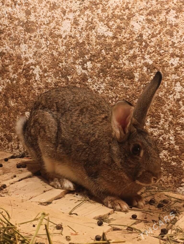 Towşan - Гёкдепе - img 1