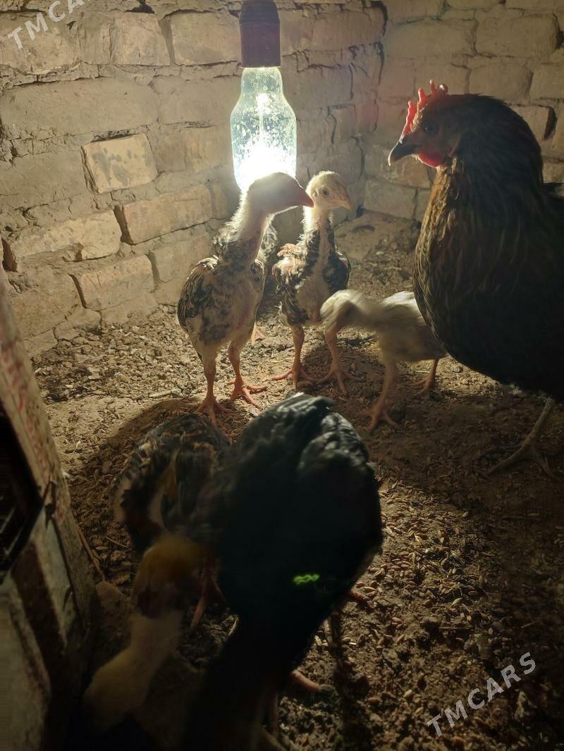 juje - Wekilbazar - img 1