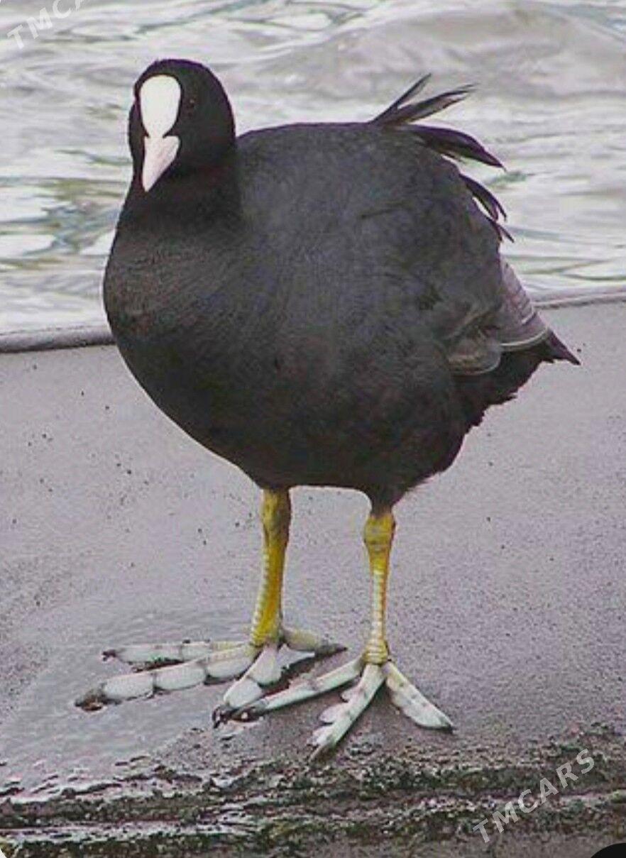 свежие утки и качкалдаки - Hazar - img 1