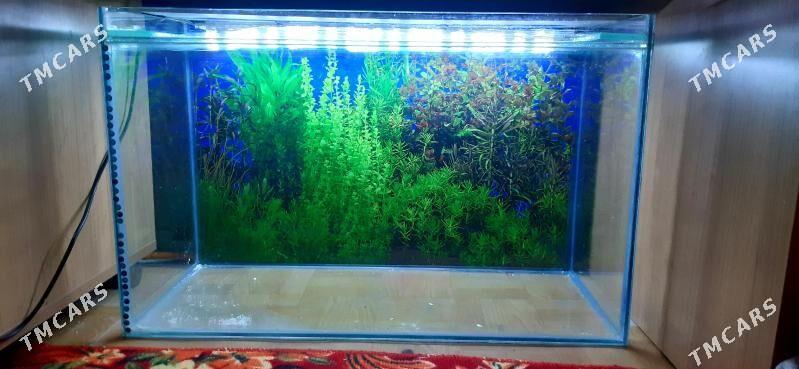 аквариум - Gagarin köç, köne Howa menzili - img 1