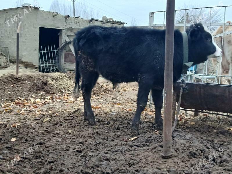 2 sany tohum öküz - Бахарден - img 1