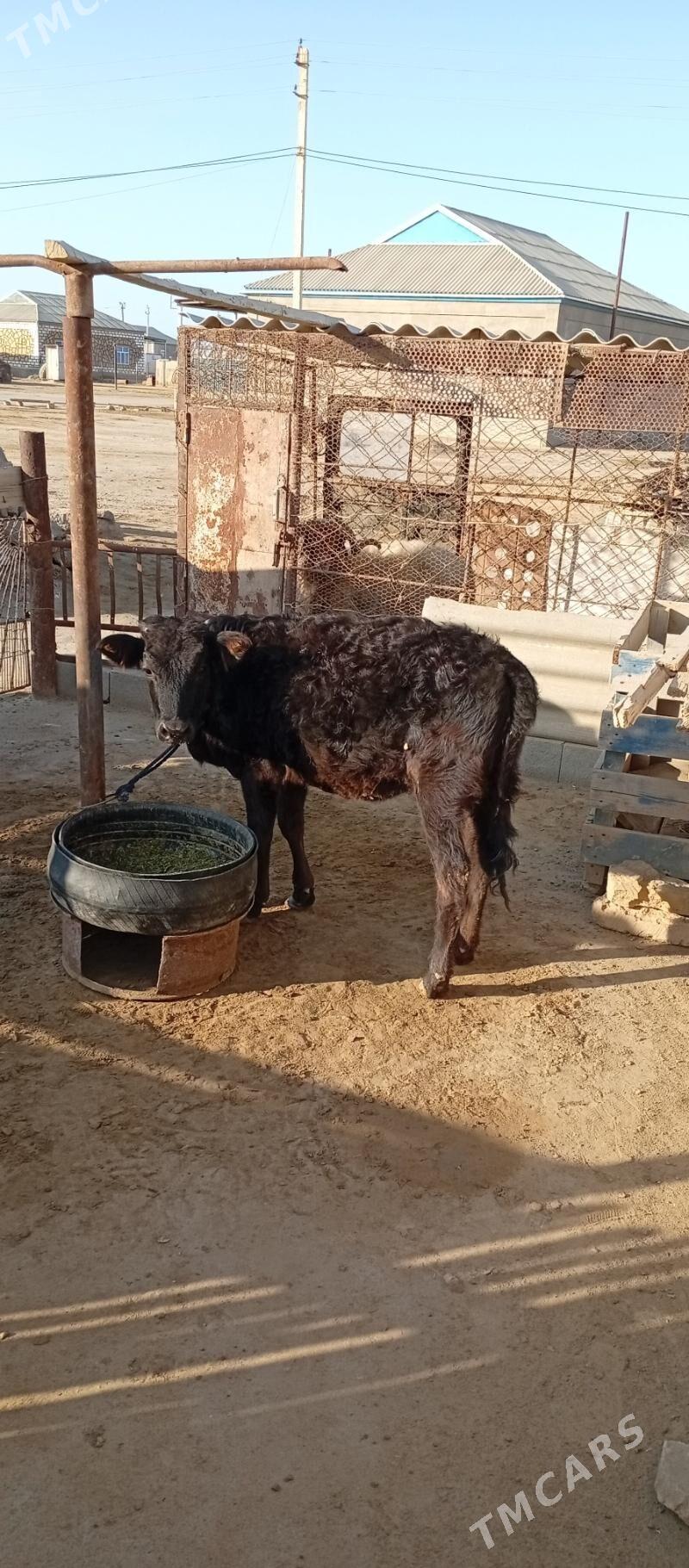 Tana - Esenguly - img 1