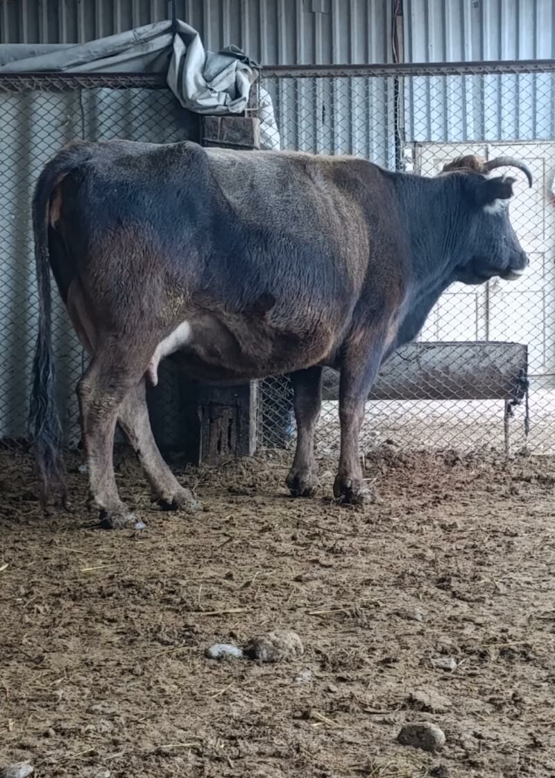 Göleli Sygyr - Гёкдепе - img 1