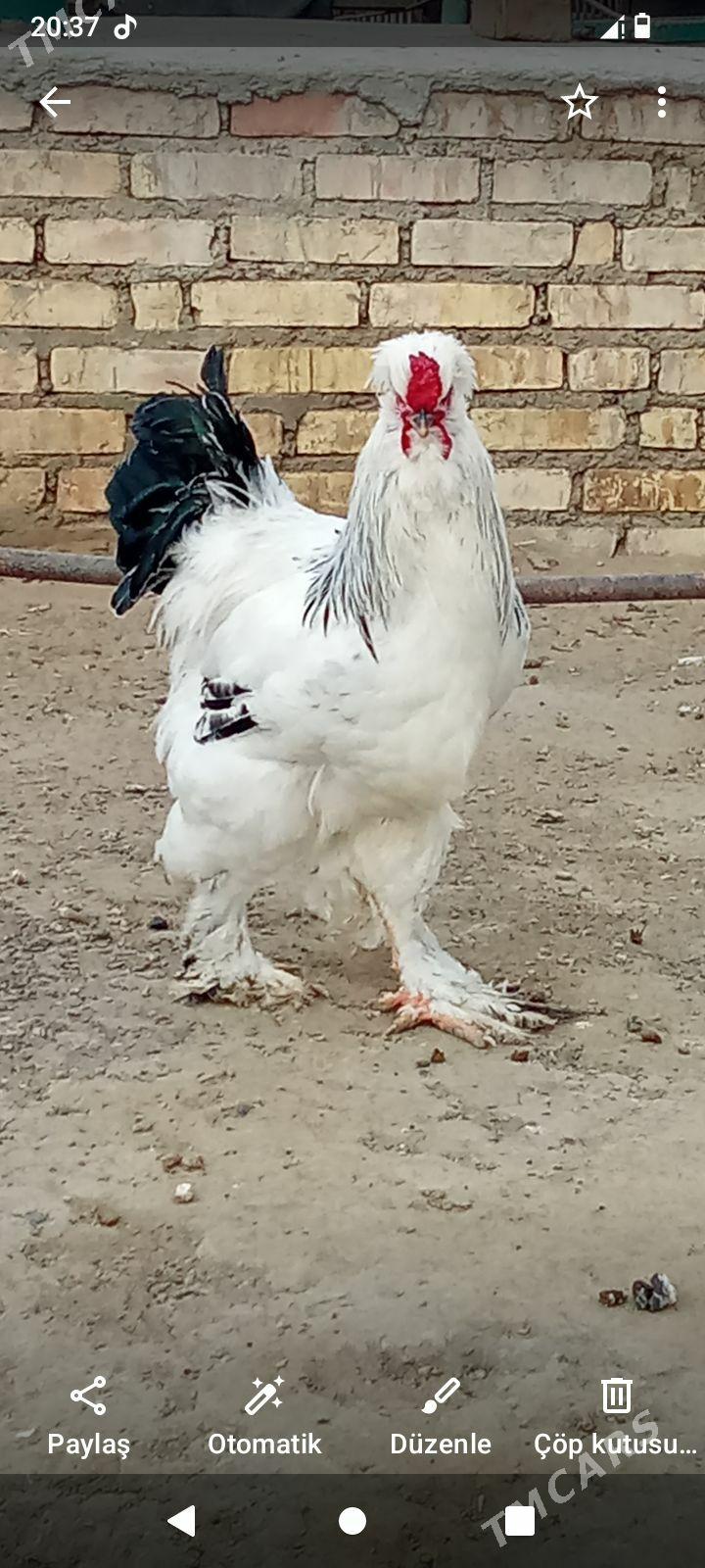 брама тройка - Bereket - img 1