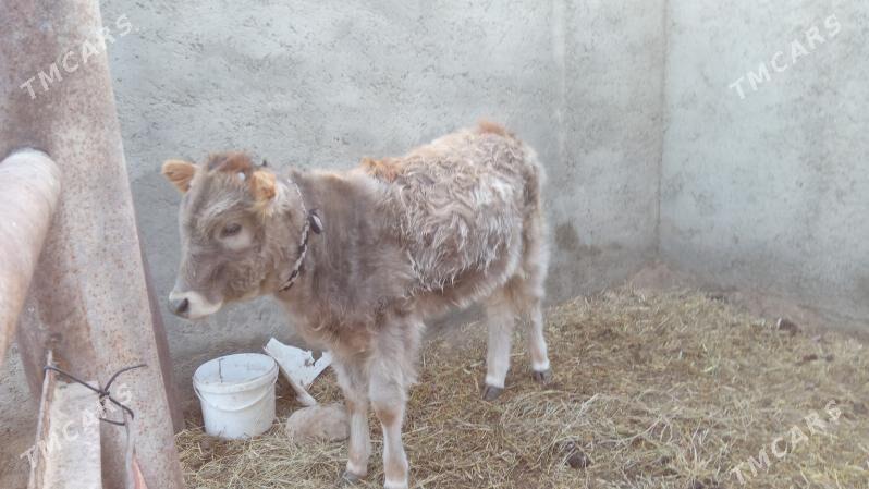 Gacar - Джебел - img 1