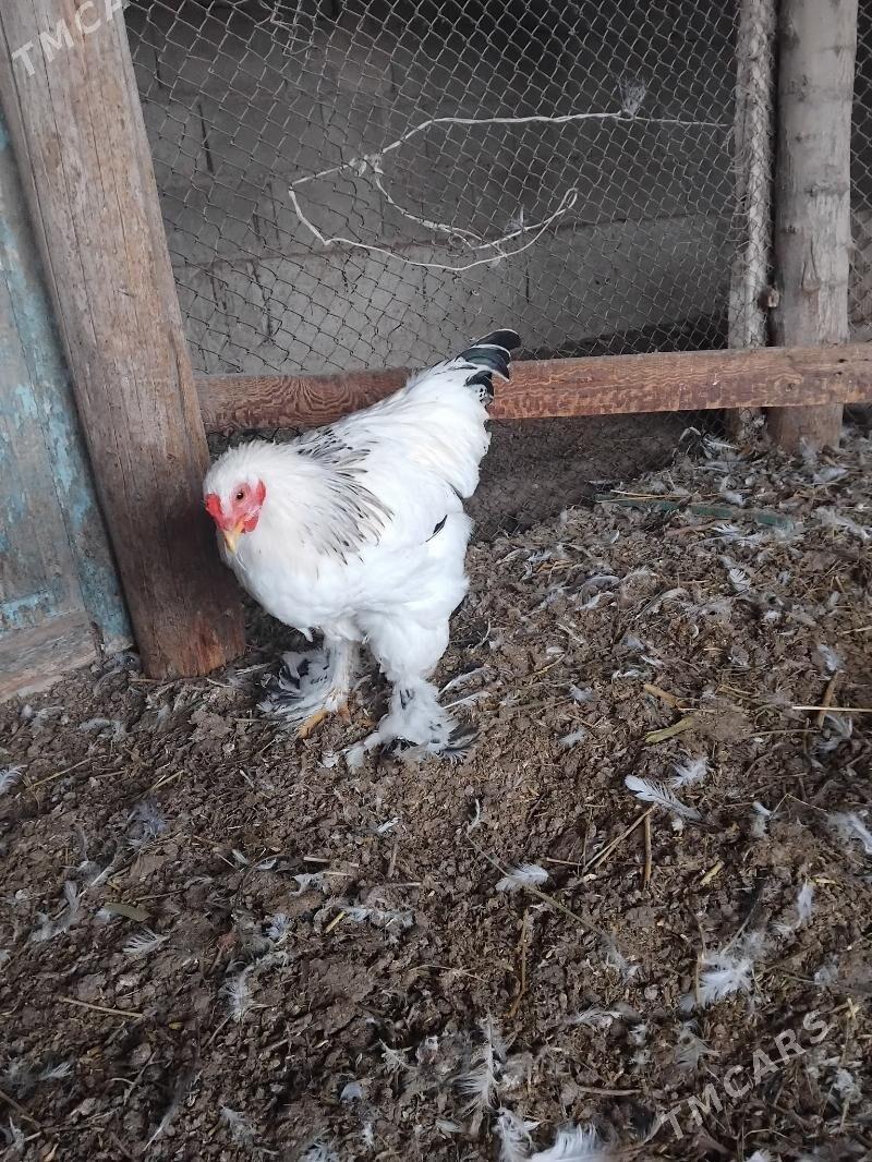 towuk - Kaka - img 1