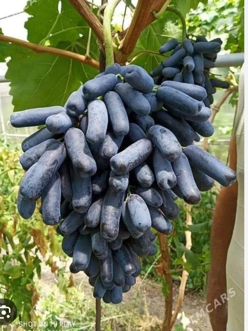 Awatar Ùzùm - Wekilbazar - img 1