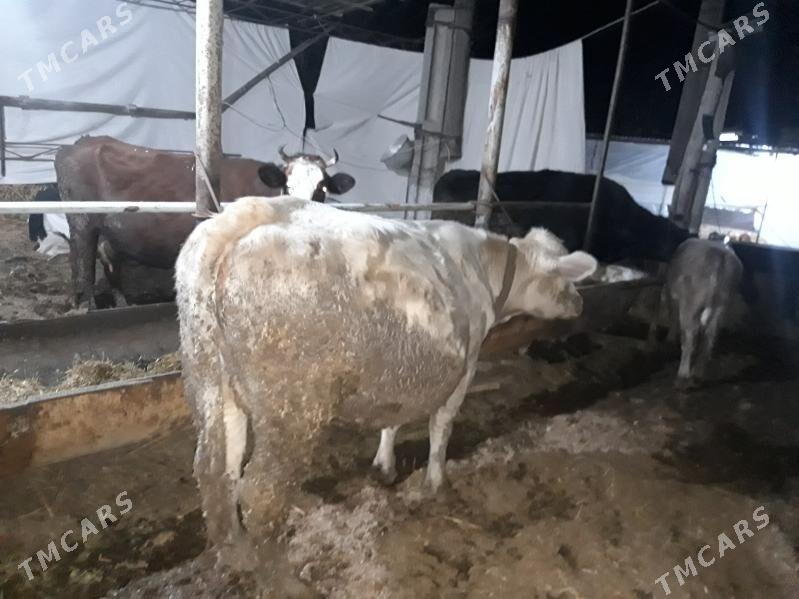 okuzler I goleli sygyr - Чарджоу - img 1