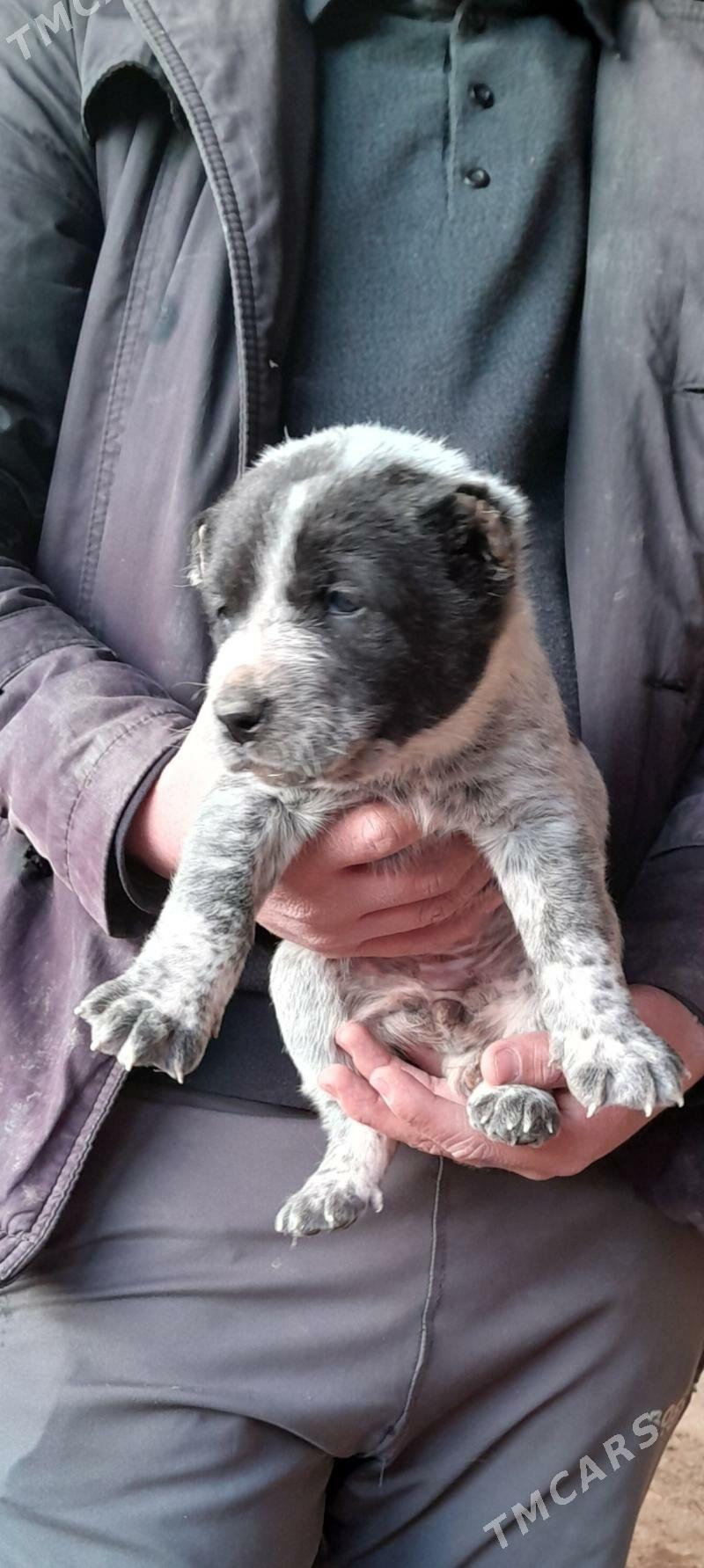 gujuk - Акдепе - img 1