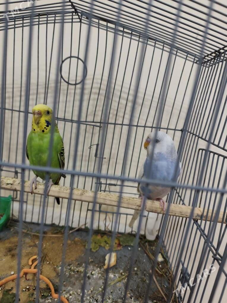 gus - Ашхабад - img 1