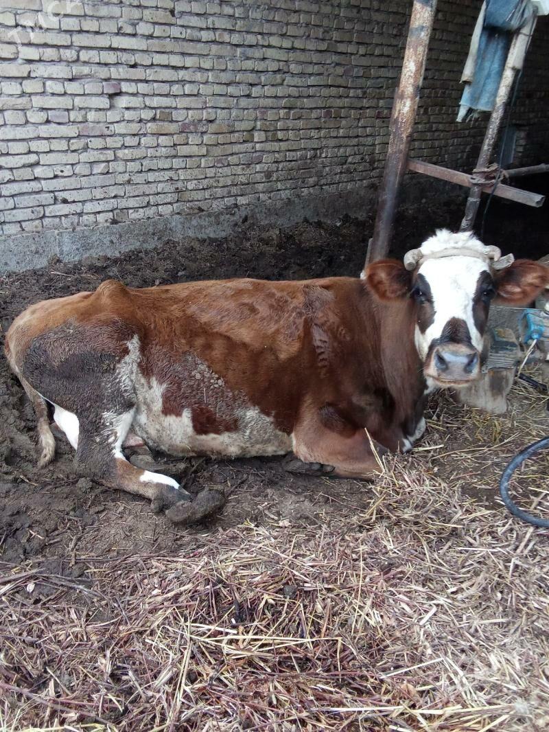 Сыгыр - Туркменабат - img 1