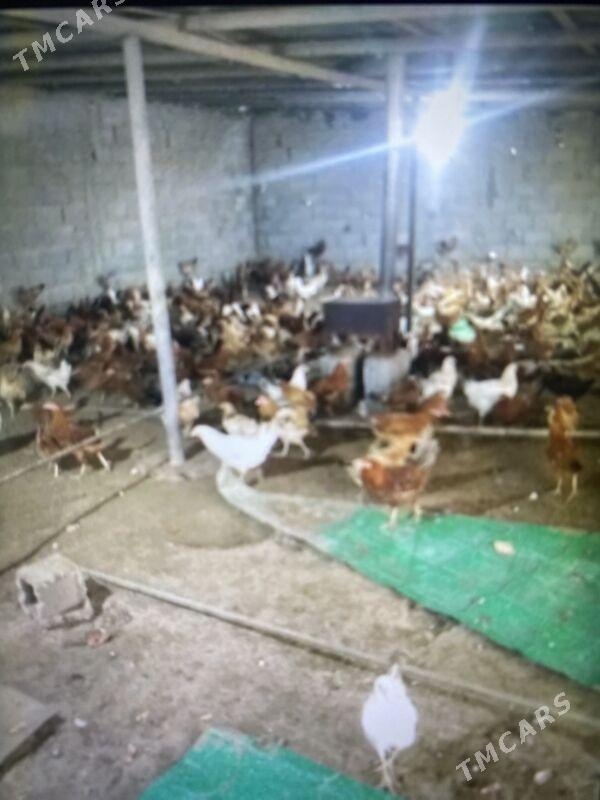 Towuk - Gurtly - img 1