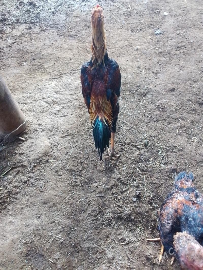 Taşkent horaz - Mary - img 1