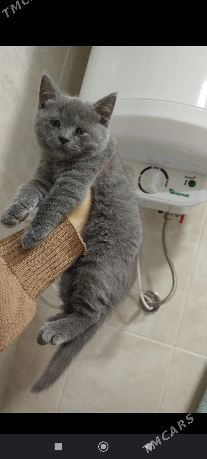 pisik - Ашхабад - img 1