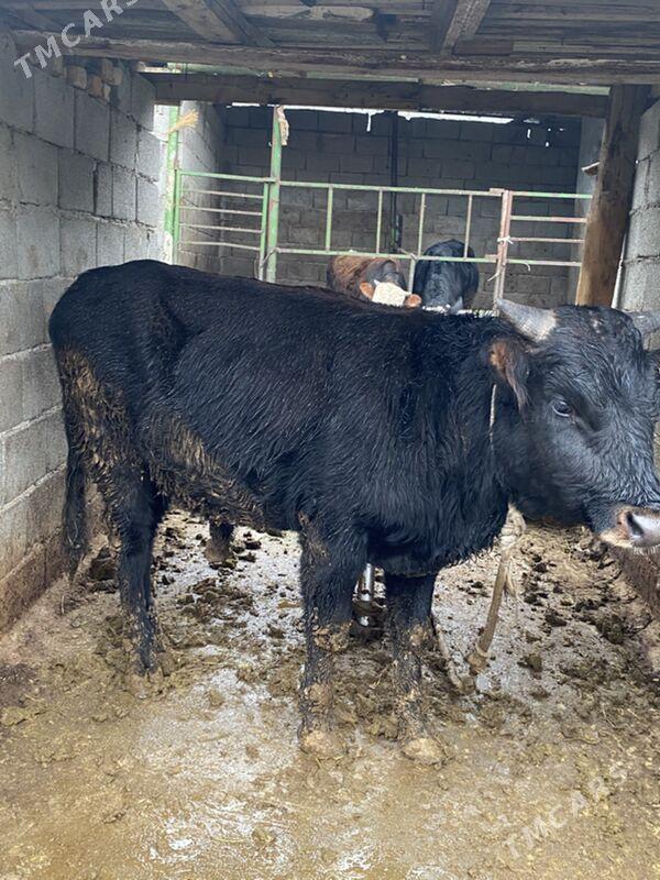 Okuz - Ашхабад - img 1