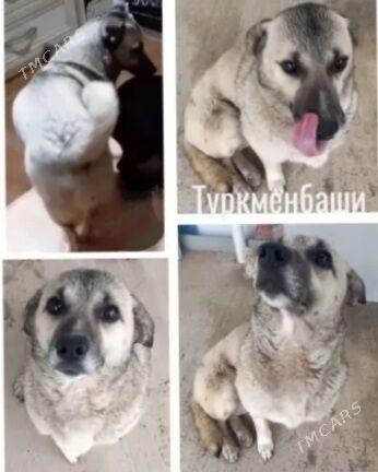 собачка - Türkmenbaşy - img 1
