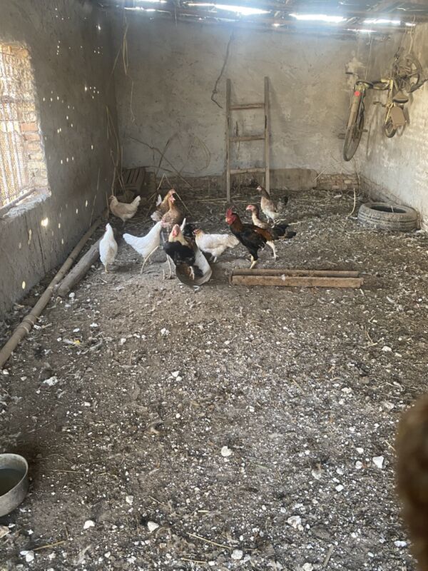 towuk satlyk - Türkmenabat - img 1