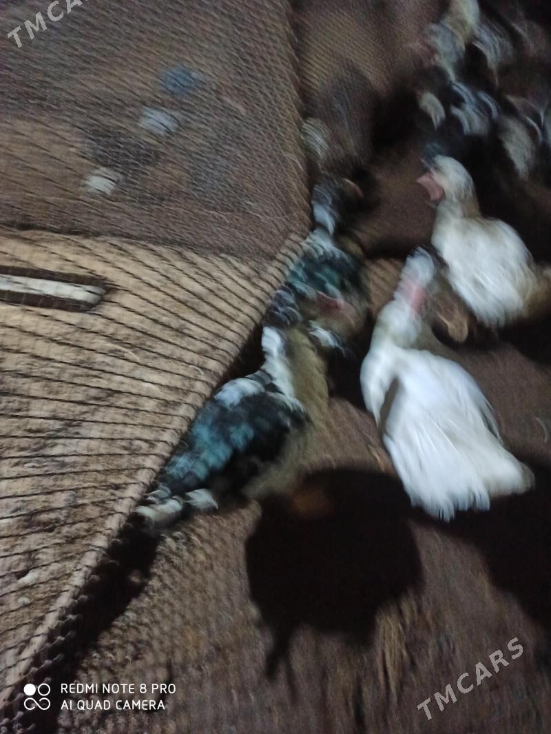 Muskus - Туркменабат - img 1