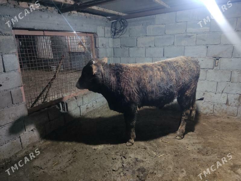 tohum bakda duran okuz - Gökdepe - img 1