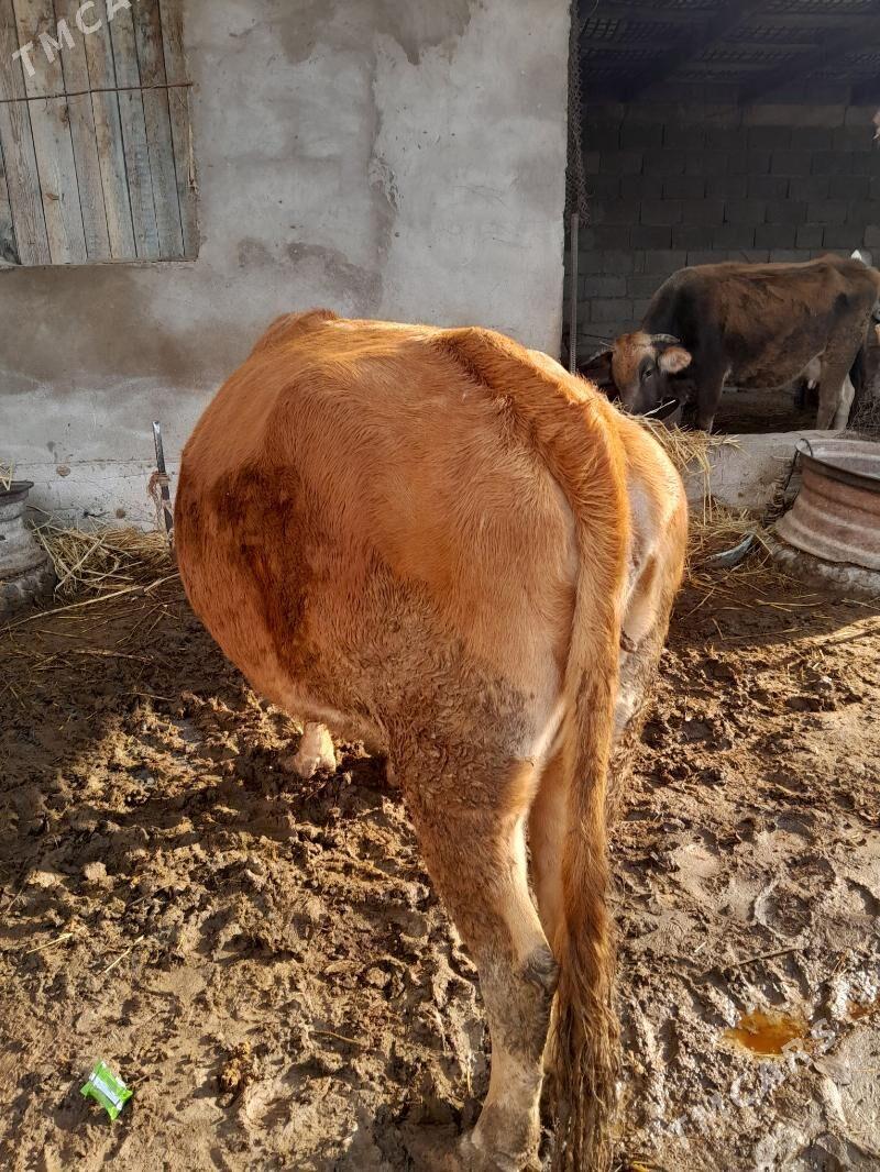 Satlyk bakylan sygyr - Гёкдепе - img 1