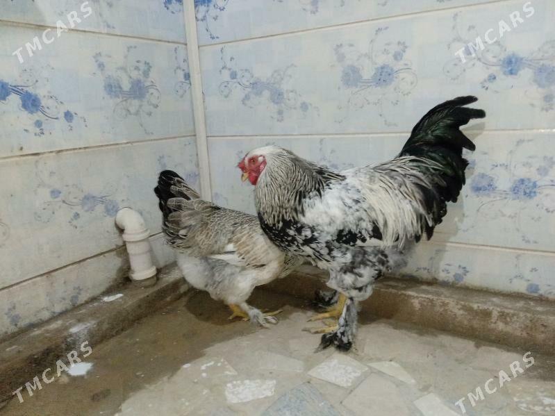 brama horaz - Çärjew - img 1