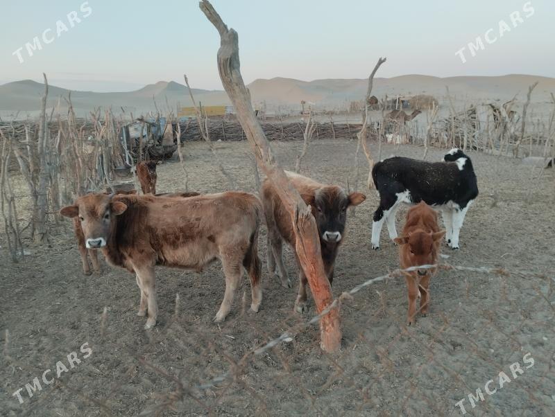 öküz - Bereket - img 1