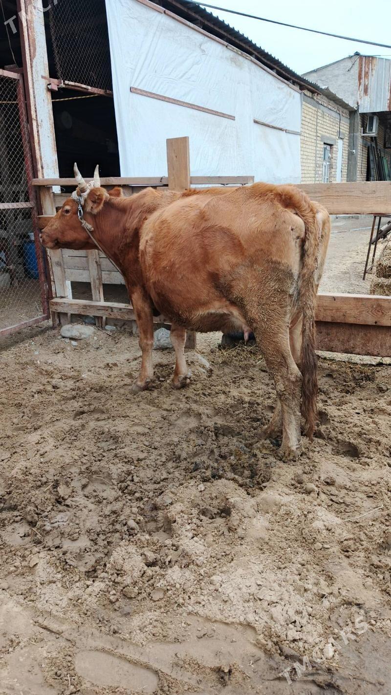 Sygyr - Гёкдепе - img 1