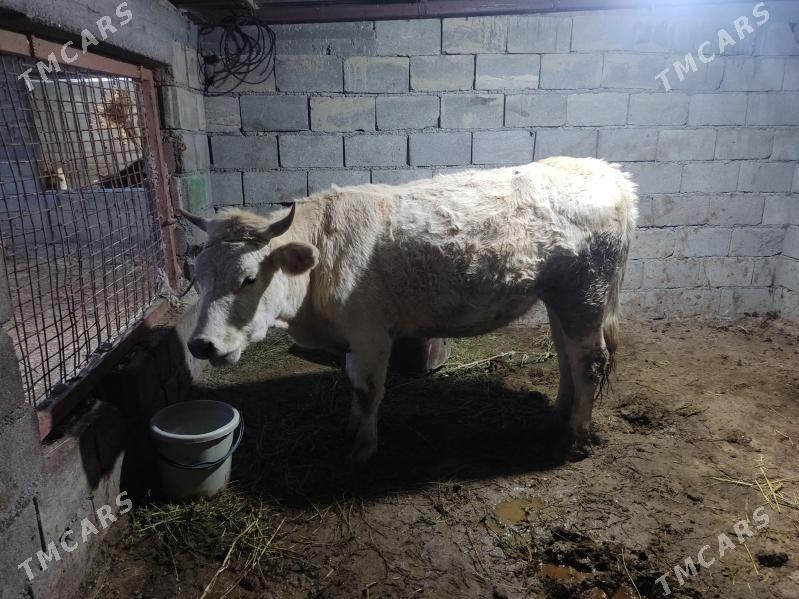 agyr bogaz tuwe - Гёкдепе - img 1