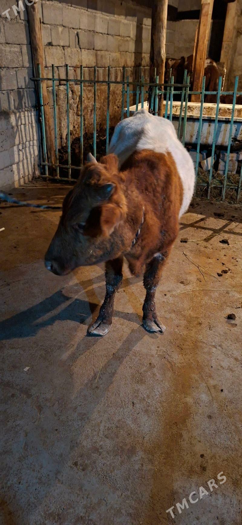 Okuz. Tuwe - Aşgabat - img 1