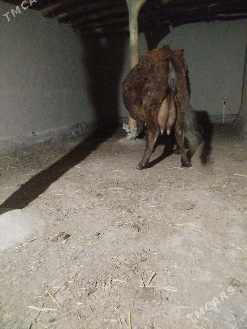 goleli sygyr - Gubadag - img 1