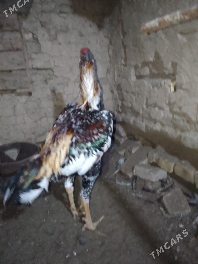 horaz - Mary - img 1