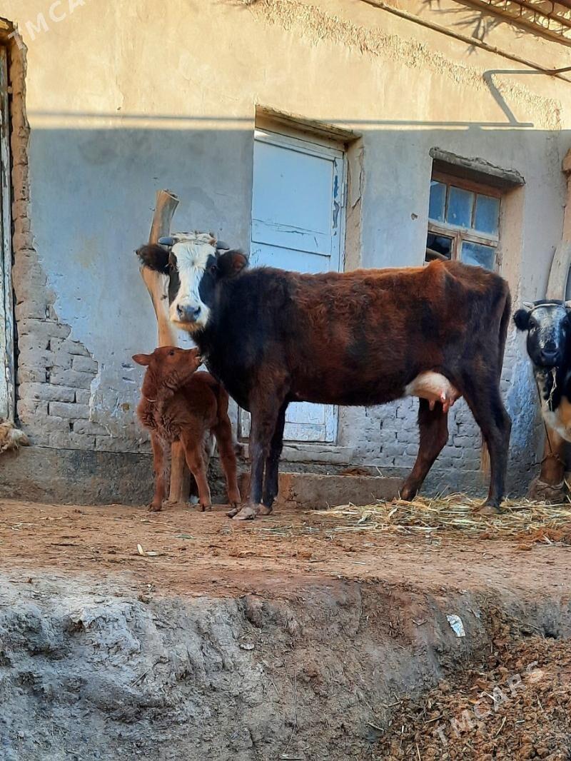 SÜÝDI GOÝYJA GÖLELI SYGYR - Кёнеургенч - img 1