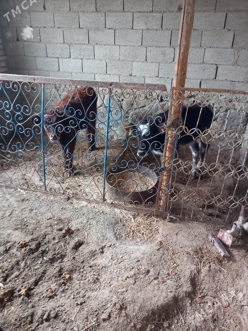 2 sany Göleli Sygyr - Берекет - img 1