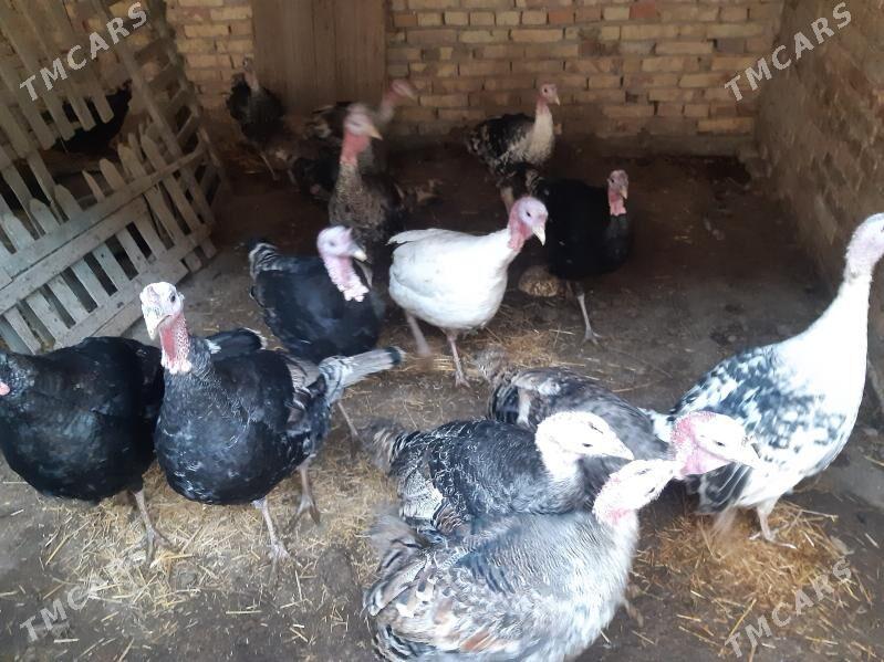 индюк - Туркменабат - img 1