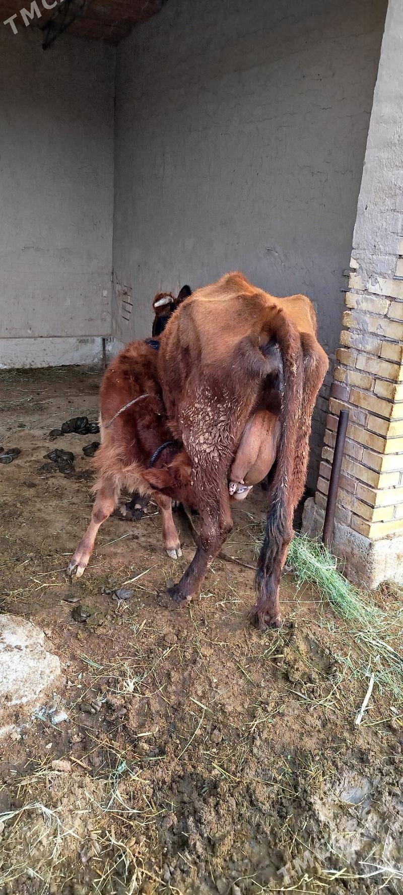 Göleli Sygyr 19 müñ - Мургап - img 1