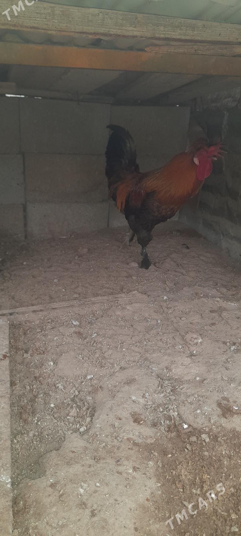 Horaz - Gyzylarbat - img 1