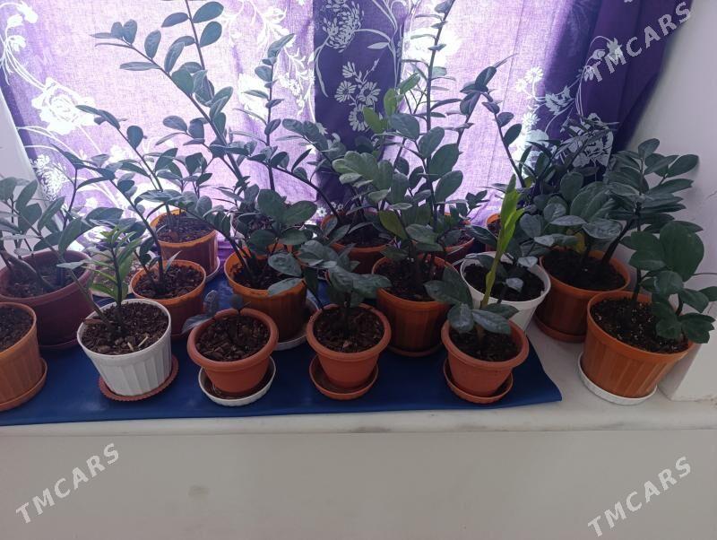 gul - 16-njy tapgyr - img 1