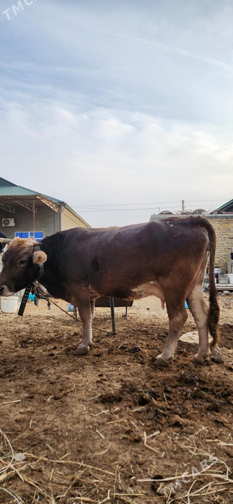 sygyr - Анев - img 1