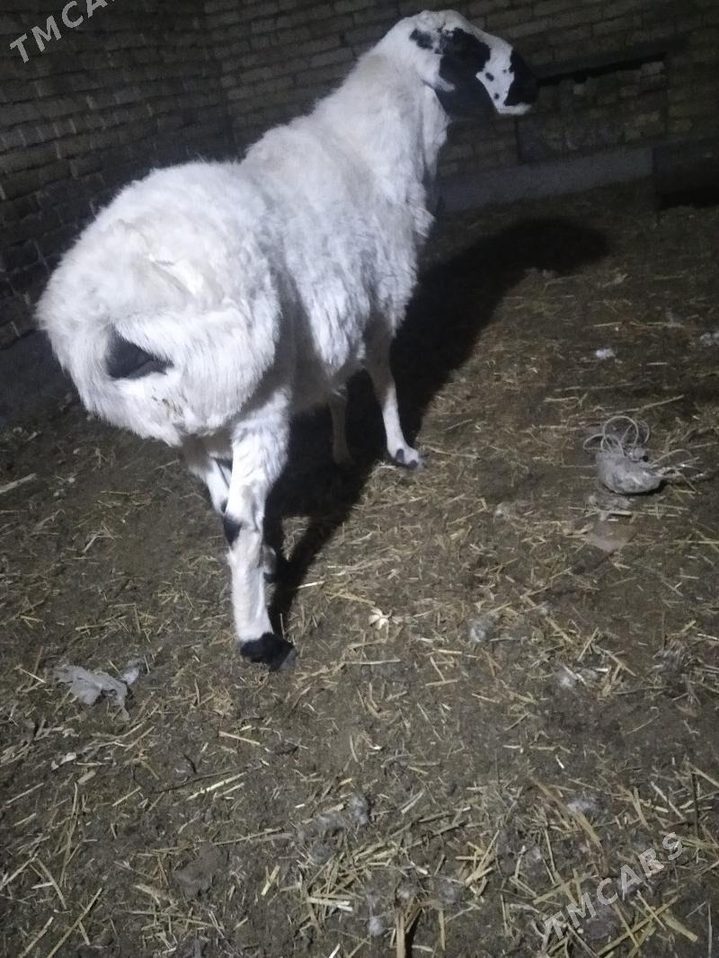 ak gisar - Türkmenabat - img 1